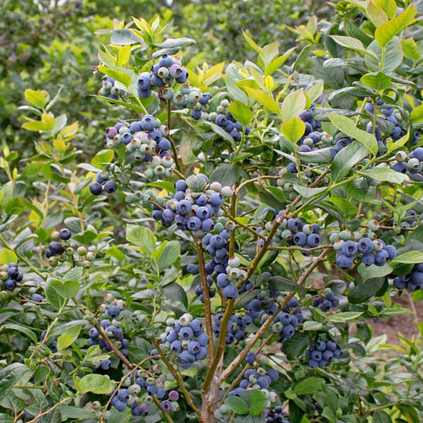 Blueberry Blue Crop   1.5 Litre Pot   MARCH DELIVERY