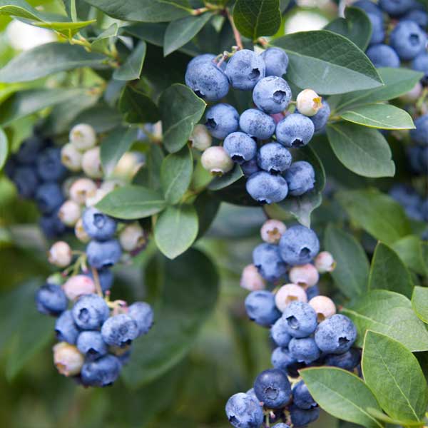 Blueberry Earli Blue   1.5L Potted Bush   MARCH DELIVERY
