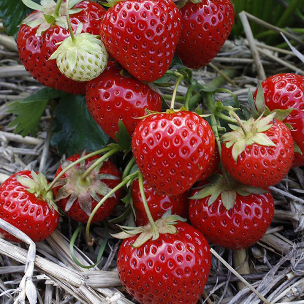 Strawberries Elegance   12 plants   MARCH DELIVERY