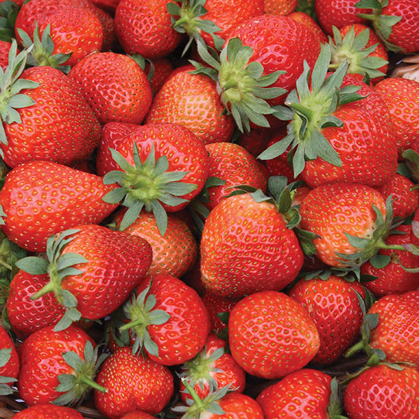 Strawberries Fenella Late Season   MARCH DELIVERY