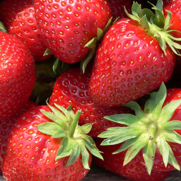 Strawberries  Malwina   12 Plants   DELIVERY MARCH 2023