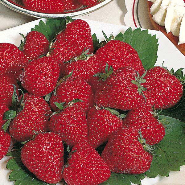 Strawberries Royal Sovereign   12 Plants