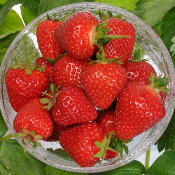 Strawberry Malling Centenary   Main Season 12 Plants   MARCH DELIVERY