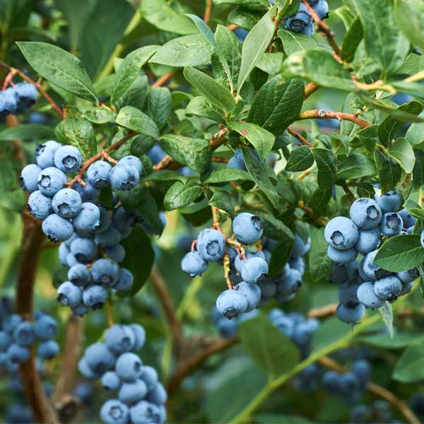 Blueberry Brigitta   1.5 Litre Pot   MARCH DELIVERY