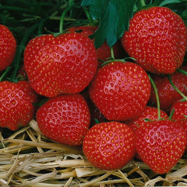 Strawberry Elsanta   12 Plants   MARCH DELIVERY