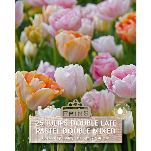 Tulip Pastel Double Mixed   25 bulbs per pack