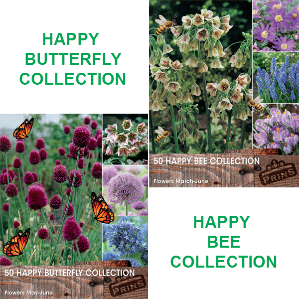 Happy Bee   Happy Butterfly Collection   Buy One Pack Of Each