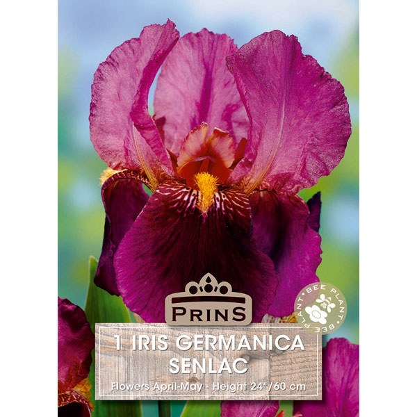 Iris Germanica Senlac   1 Bulb