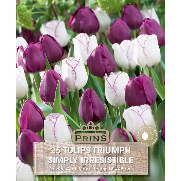 Tulip Triump Simply Irresistible   25 Bulbs
