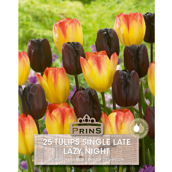 Tulip Lazy Night   25 bulbs