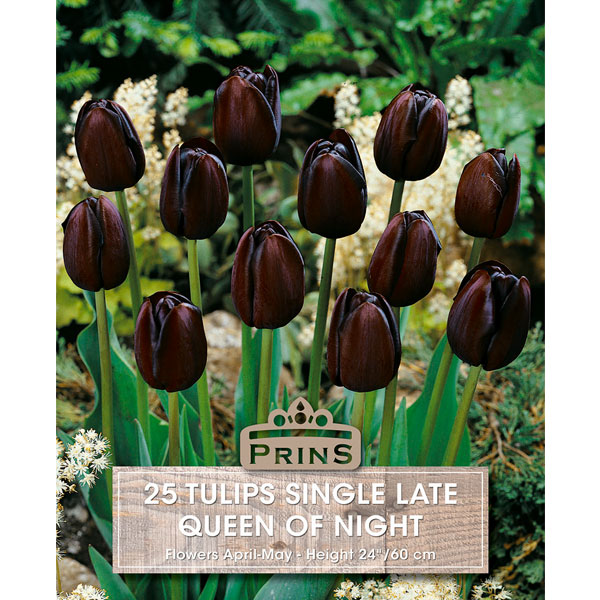Tulip Queen Of The Night   25 Bulbs