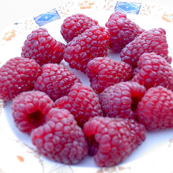 Raspberries Joan J   6 Canes   NOVEMBER DELIVERY