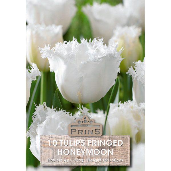 Tulip Honeymoon   10 Bulbs