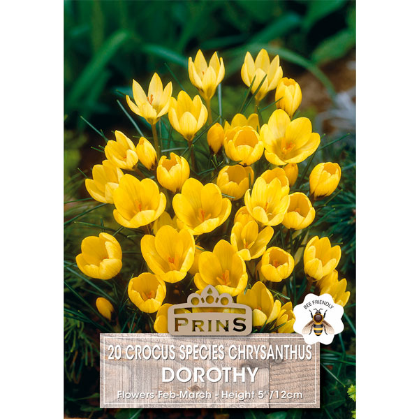 Crocus  Chrysanthus Dorothy   10 Bulbs