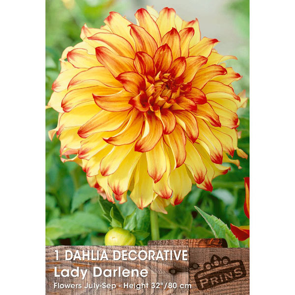 Dahlia Lady Darlene   1 Tuber