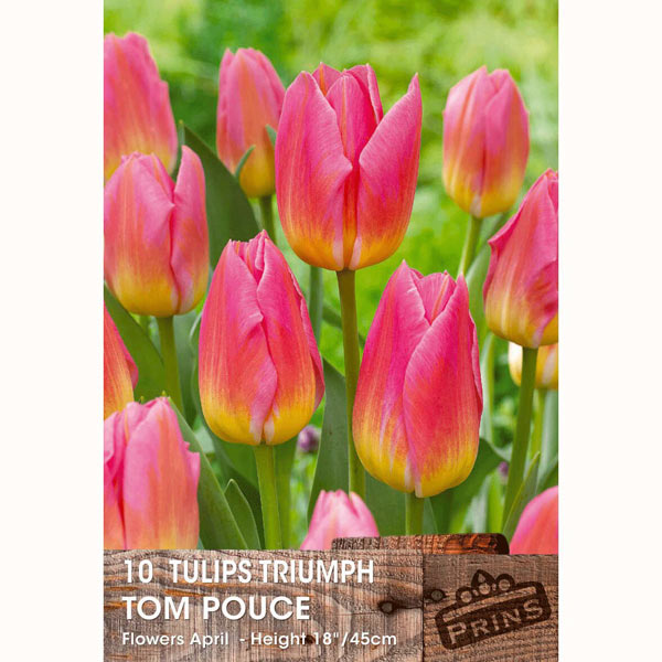 Tulip Tom Pouce   10 bulbs