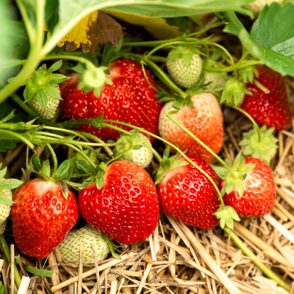 Strawberries Marshmello   12 Plants   DELIVERY MARCH 2023