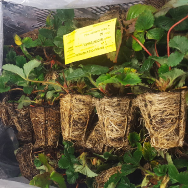 Strawberries Malling Centenary   6 Potted Tray Plants   JUNE DELIVERY