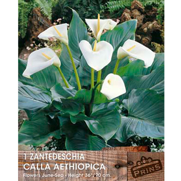 Zantedeschia Calla Aethiopica   1 Bulb