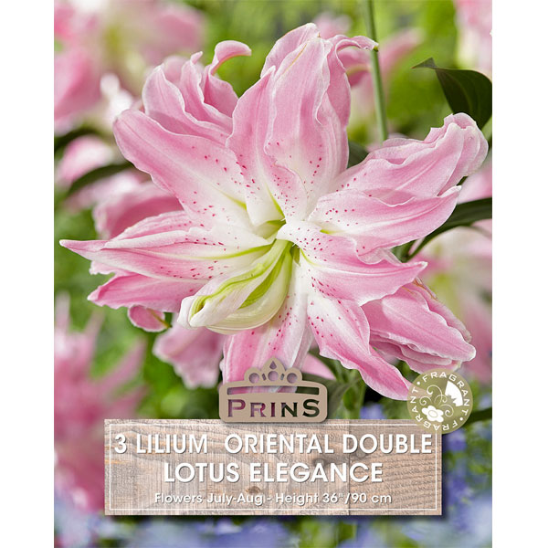 Lilium Oriental Double Lotus Elegance   3 Bulbs