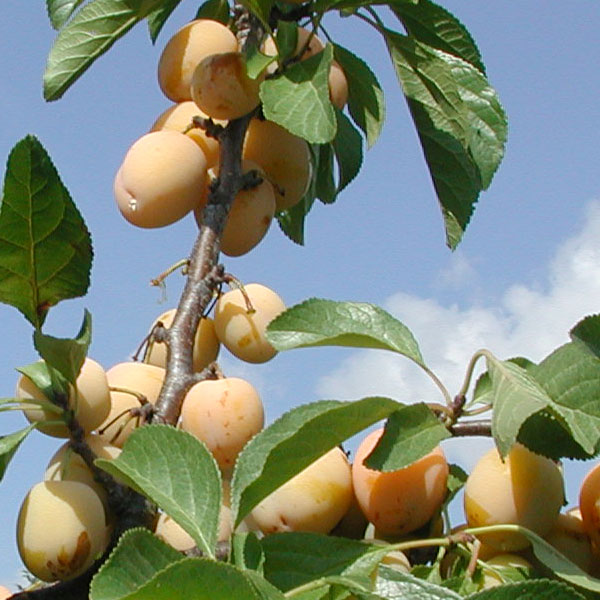DIRECT SALE   Greengage Fruit Tree Oullins Golden Gage   1 Tree   NOV APR DEL
