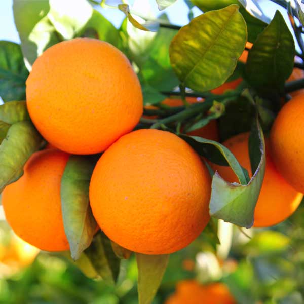 SPECIAL OFFER   Seville Marmalade Orange Fruit Tree   5lts (20cm pot)