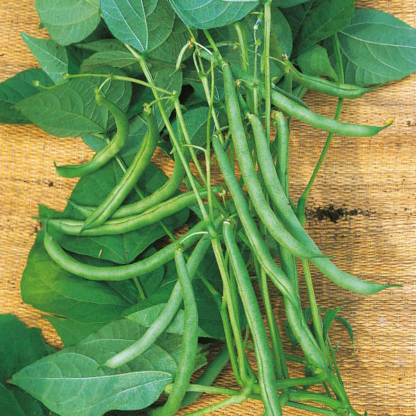Climbing French Bean  Blue Lake   12 Plants   MAY DELIVERY