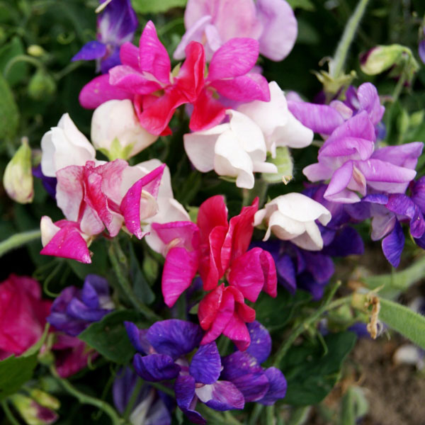 Sweet Pea Cupid Mix Plants   2 Strips   MARCH DELIVERY
