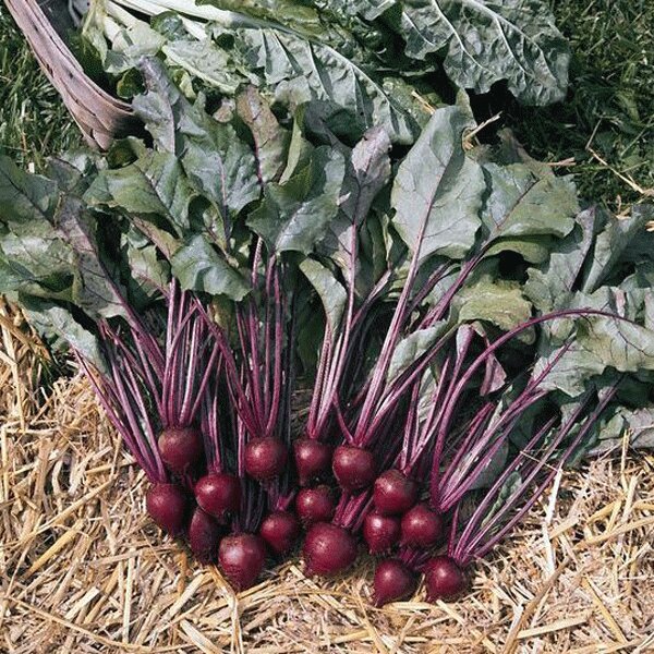 Beetroot Pablo F1   12 Plants   MAY DELIVERY