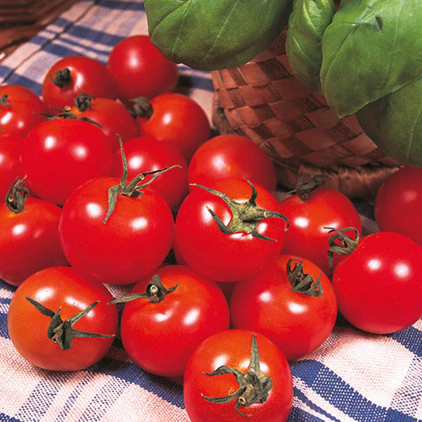 Tomato Gardeners Delight AGM   3 x 9cm   MAY DELIVERY