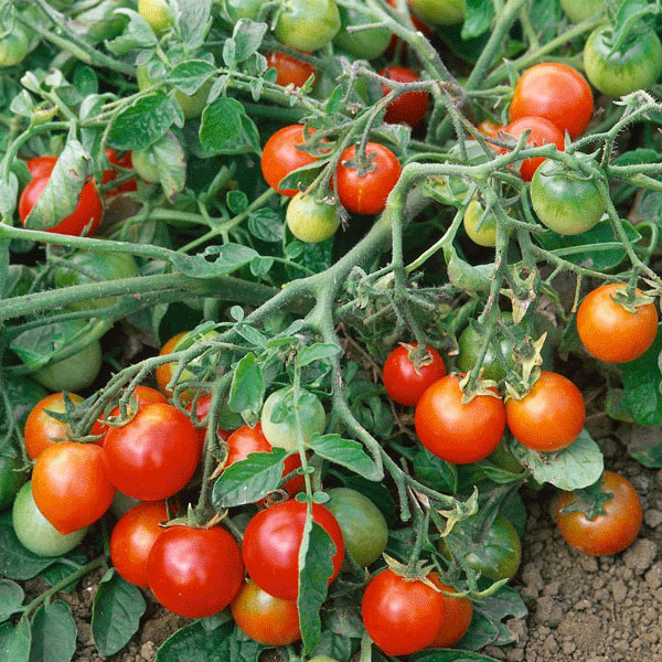 18+ Tomato Sweet Aperitif Plants