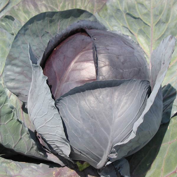 Cabbage Red Rovite F1   12 Plug Plants   MAY DELIVERY