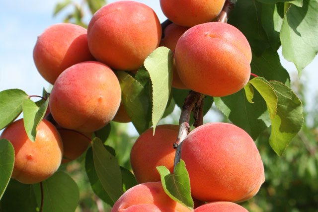 apricot fruit trees