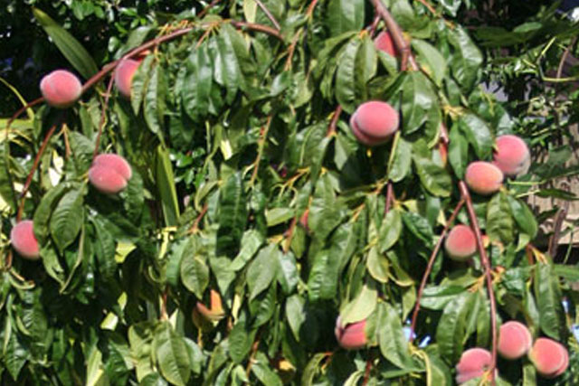 peach trees