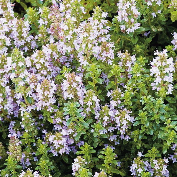 Thyme Broad Leaved (Thymus pulegoides)