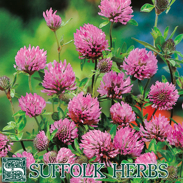 CLOVER RED   50gm ORGANIC SEED