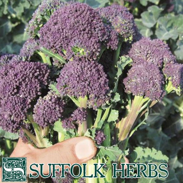 Broccoli Purple Sprouting Santee (ORGANIC SEED)