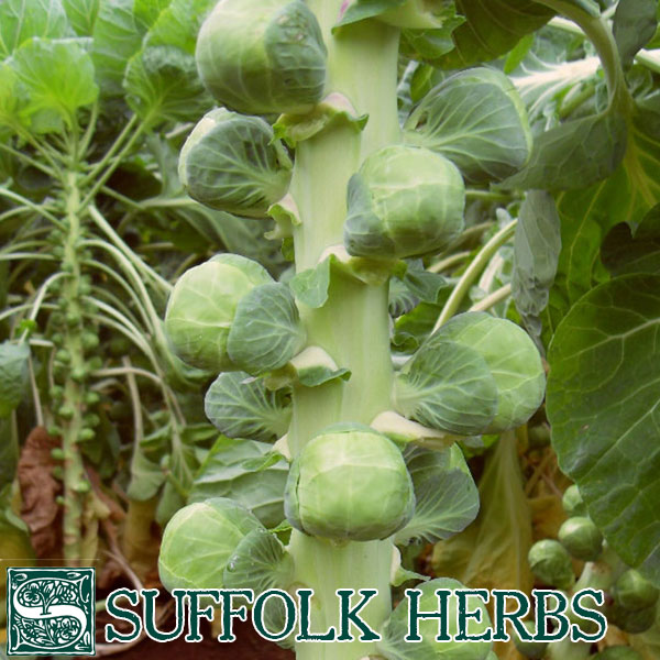 Brussels Sprout  Nautic F1 (ORGANIC SEED)