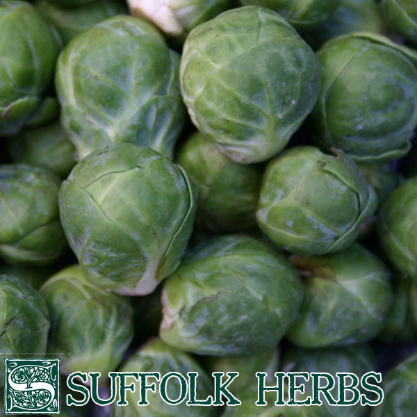 Brussels Sprout Groninger ORGANIC SEED