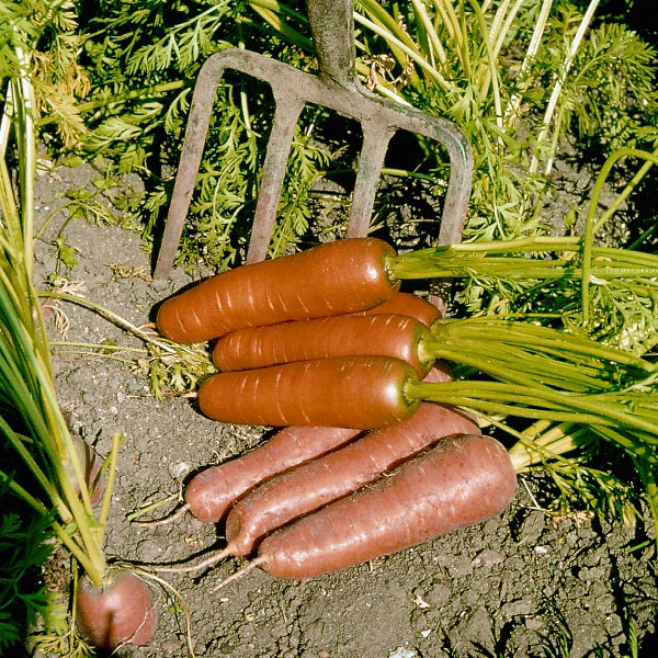 300 Seeds Vegetable Carrot Organic Flyaway F1 Kings Seeds 