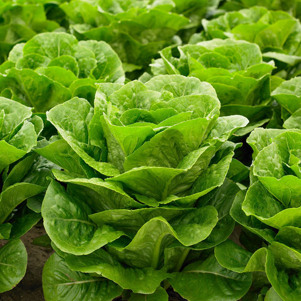 Lettuce Jabeque ORGANIC OUT OF STOCK