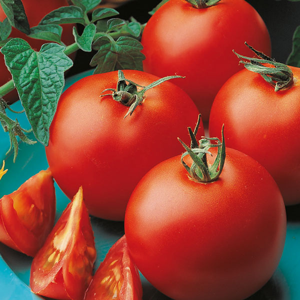 Organic Tomato Matina Seed