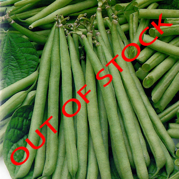 Snap Beans Slenderette ORGANIC SEED OUT OF STOCK