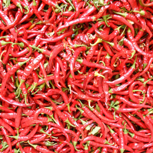 Pepper (Capsicum annum) Ring of Fire ORGANIC SEED