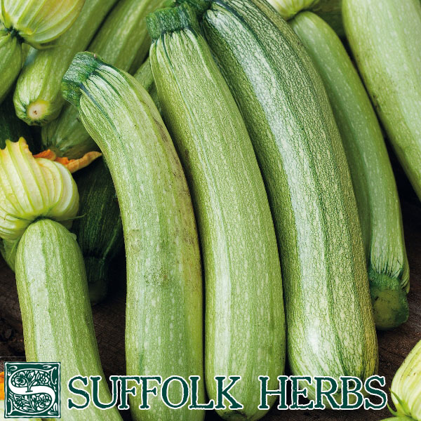 COURGETTE or ZUCCHINI Genovese ORGANIC SEED