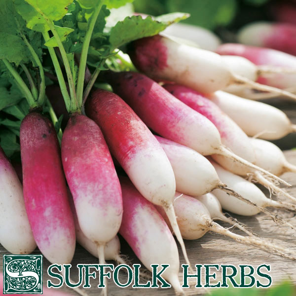 Radish 'Mixed' Pack Vegetable Seed Kings Quality Seeds 