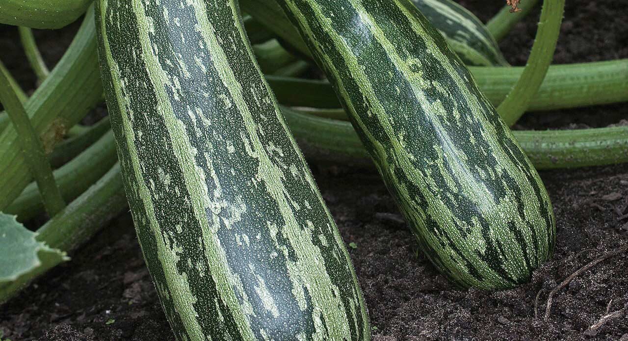 Marrow | A leading supplier of vegetable seeds in Essex, UK | Grow your ...