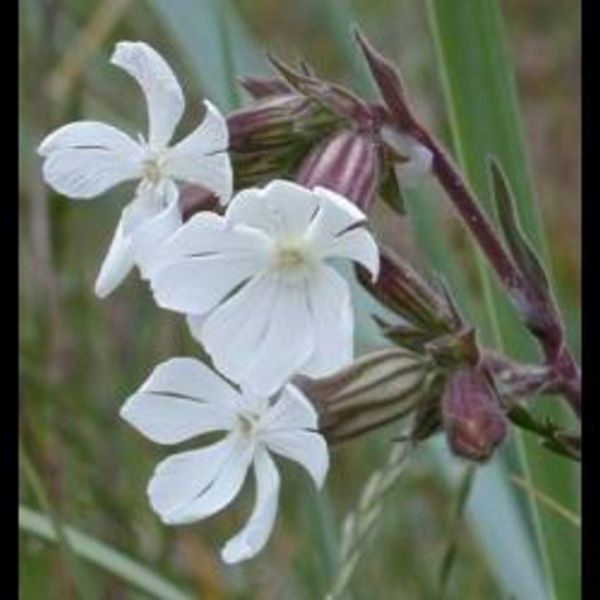 White Campion (Silene alba) P