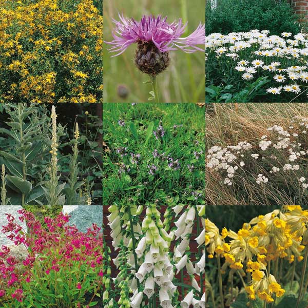 Wildflower Mixture For Hedgerow   Light Shade
