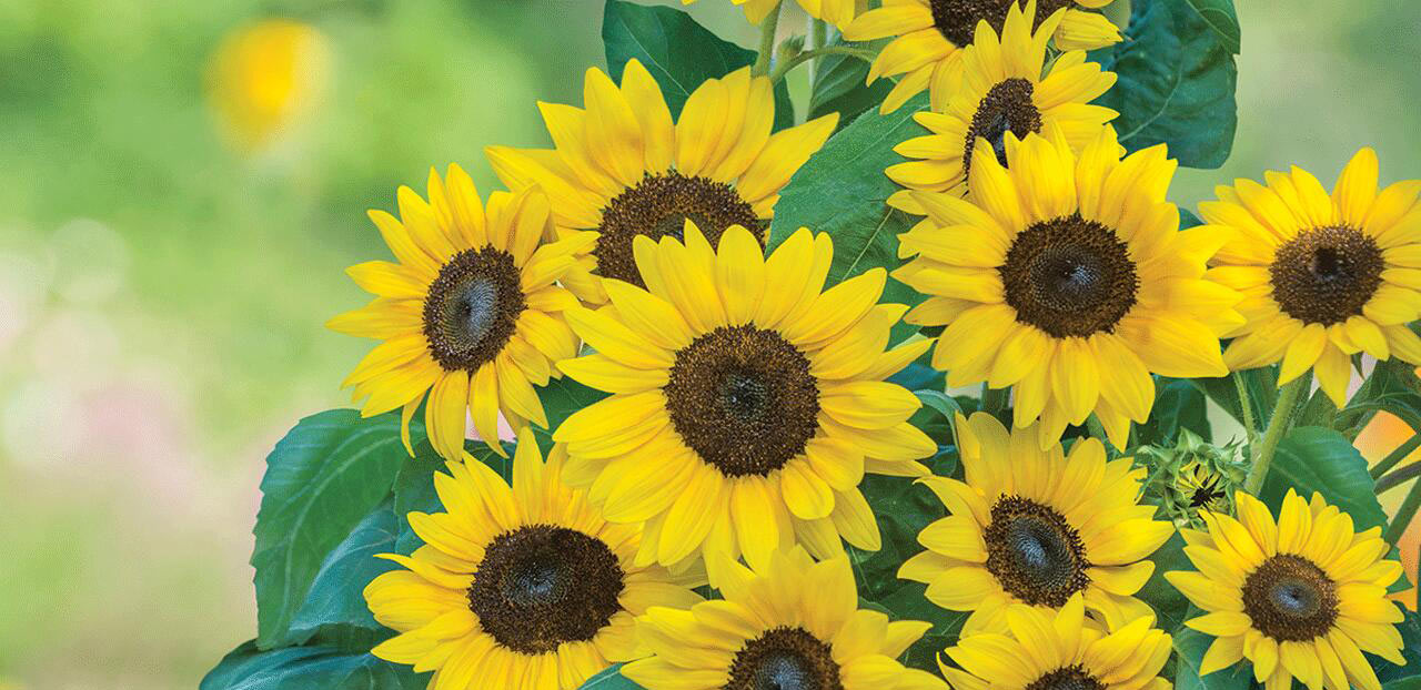 Buy Sunflower Seeds Online   Flowers   Kings Seeds